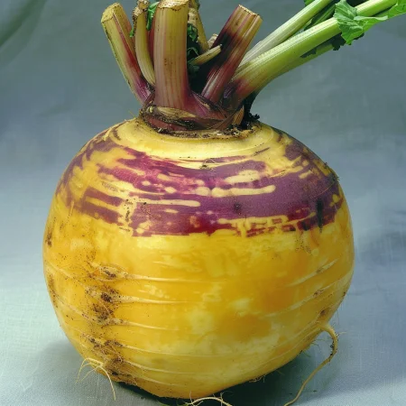 Ряпа Вилхелмсбургер Жълта